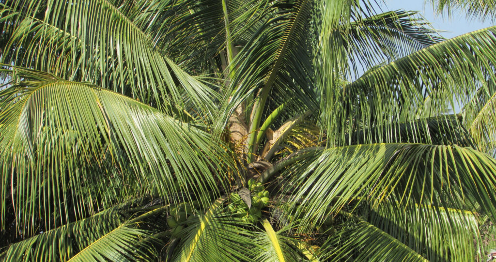 Industrial activated carbon